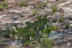 Pinewoods milkweed